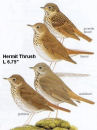 Hermit Thrush