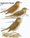 Swainson's Thrush