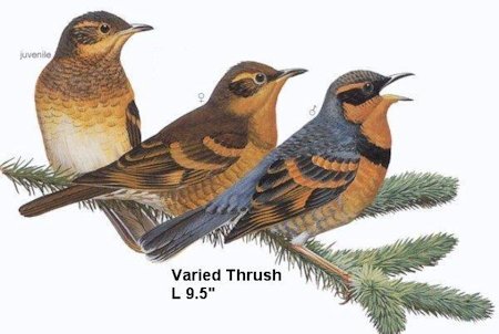 Varied Thrush