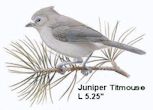 Juniper Titmouse