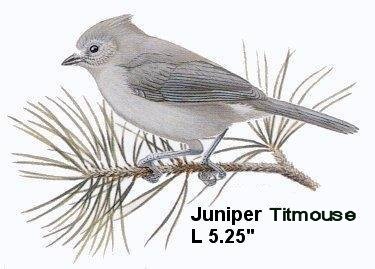 Juniper Titmouse