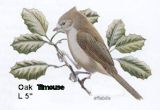 Oak Titmouse