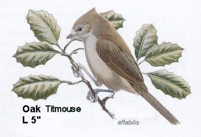 Oak Titmouse