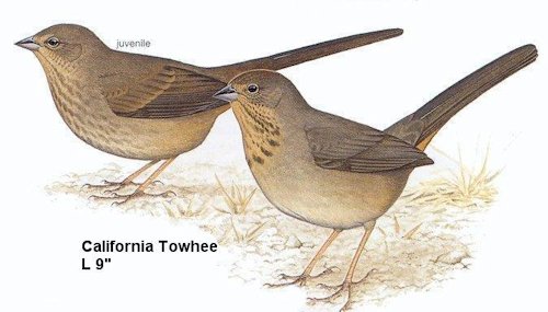 California Towhee