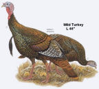 Wild Turkey