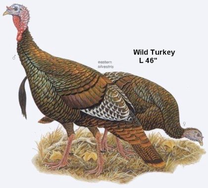 Wild Turkey