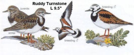 Ruddy Turnstone