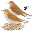 Veery