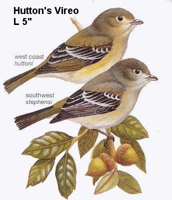 Hutton's Vireo