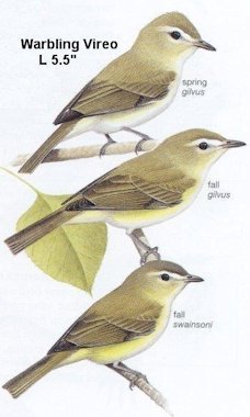 Warbling Vireo