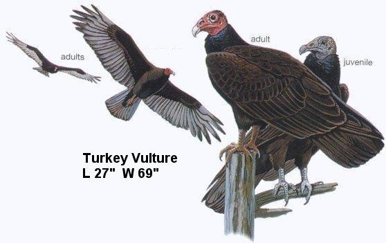 Turkey Vulture