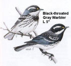 Black-throated Gray Warbler