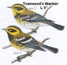 Townsend's Warbler