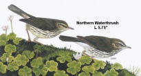 Northern Waterthrush