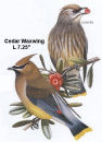 Cedar Waxwing