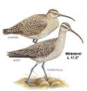 Whimbrel