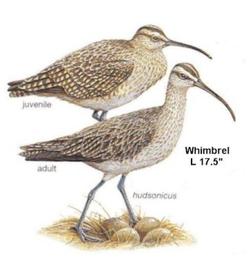 Whimbrel