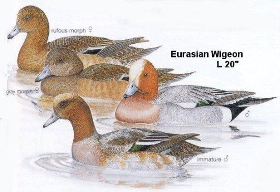 Eurasian Wigeon