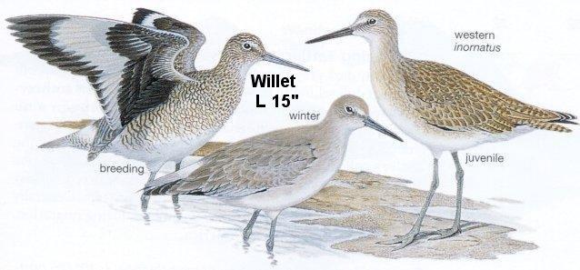 Willet