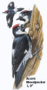 Acorn Woodpecker