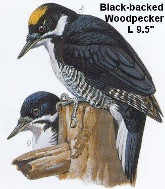 Black-backed Woodpecker