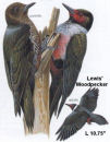 Lewis' Woodpecker