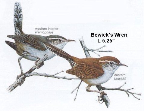 Bewick's Wren