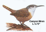 Canyon Wren