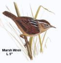 Marsh Wren