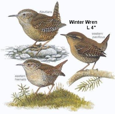 Winter Wren