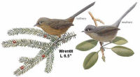 Wrentit