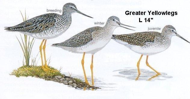 Greater Yellowlegs