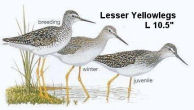 Lesser Yellowlegs