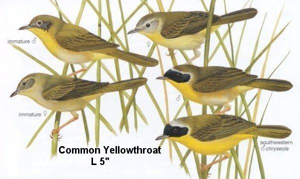 Common Yellowthroat