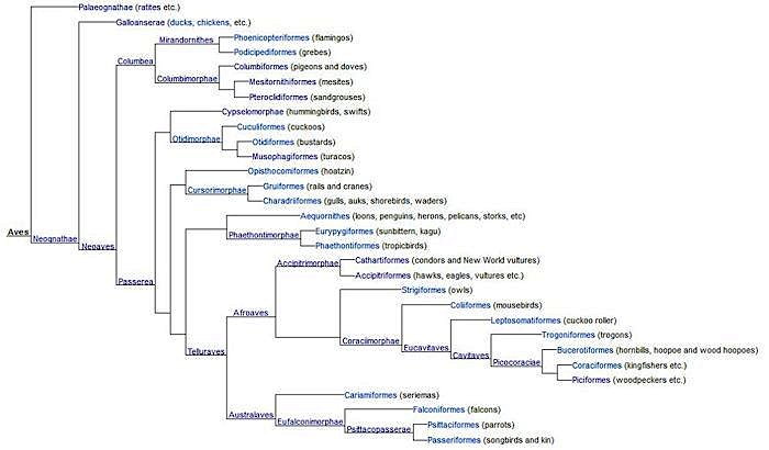 Bird Order Chart - Aves