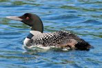 Common Loon 