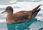 Sooty Shearwater 