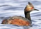 Eared Grebe 