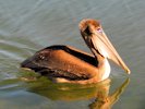 Brown Pelican 