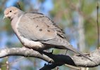 Mourning Dove