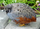 Button Quail