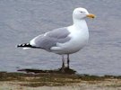 Herring Gull 