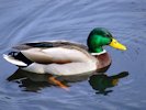 Mallard Duck 