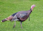 Wild Turkey 