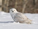 Snowy Owl 