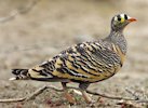 Sandgrouse