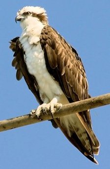 Osprey 