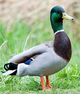 Mallard Duck