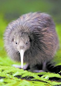 Kiwi Bird