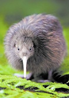 Kiwi Bird